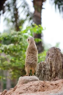 Meerkat Stock Photos