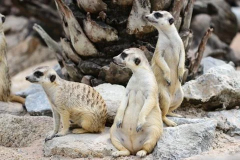 Meerkat Stock Photos