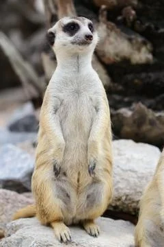 Meerkat Stock Photos