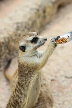 Meerkat Stock Photos