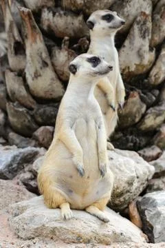 Meerkat Stock Photos