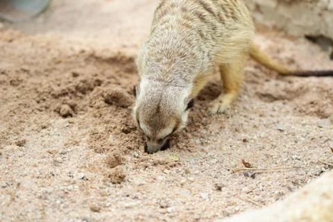 Meerkat Stock Photos