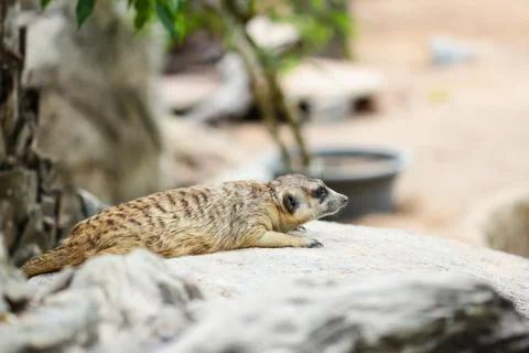 Meerkat Stock Photos