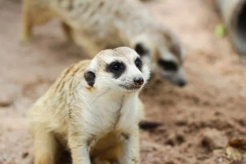 Meerkat Stock Photos