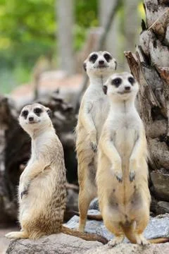 Meerkat Stock Photos