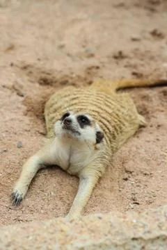 Meerkat Stock Photos