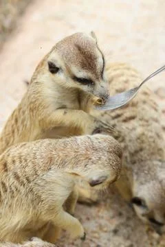 Meerkat Stock Photos