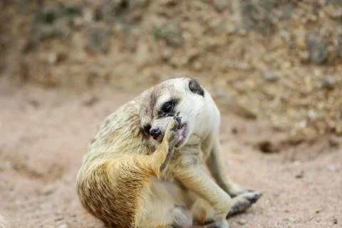 Meerkat Stock Photos