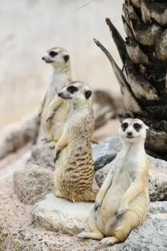 Meerkat Stock Photos