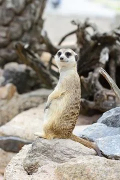 Meerkat Stock Photos