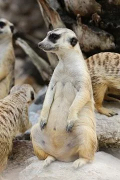 Meerkat Stock Photos