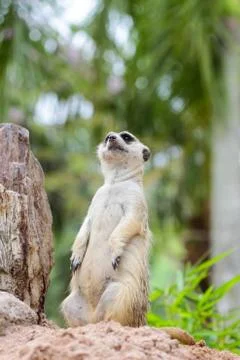 Meerkat Stock Photos