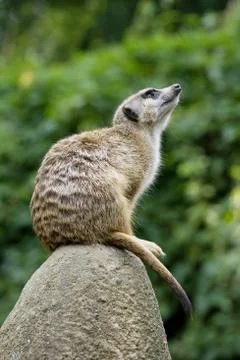 Meerkat Stock Photos