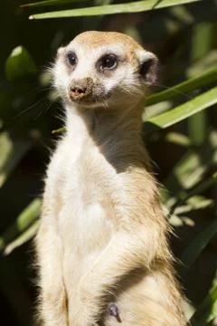 Meerkat Stock Photos