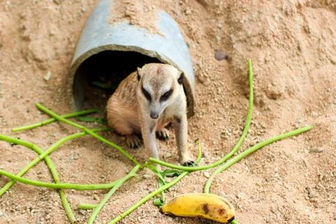 Meerkat Stock Photos