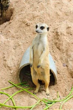Meerkat Stock Photos