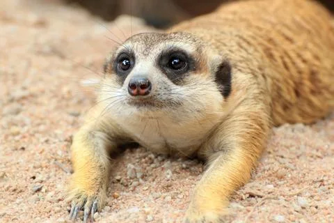 Meerkat Stock-Fotos