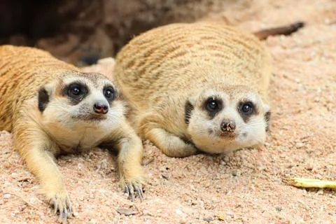 Meerkat Stock Photos