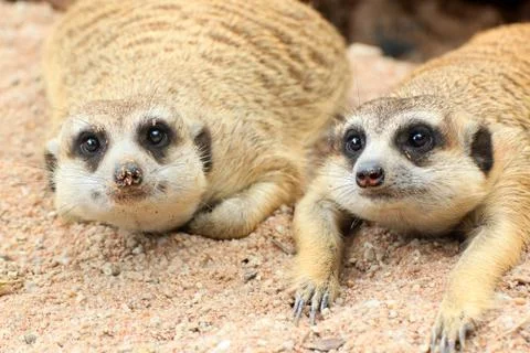 Meerkat Stock Photos