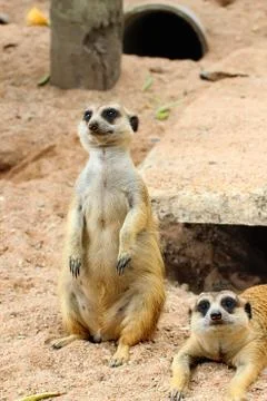 Meerkat Stock Photos