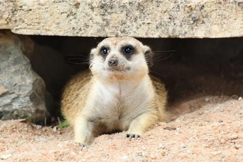 Meerkat Foto stock