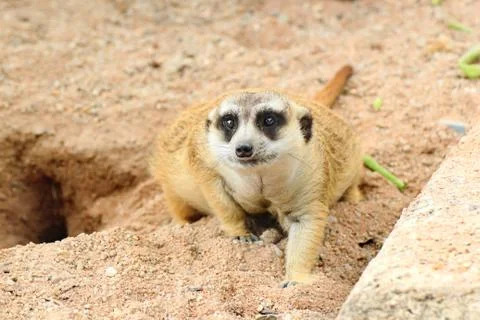 Meerkat Stock Photos