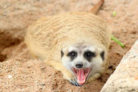 Meerkat Stock-Fotos