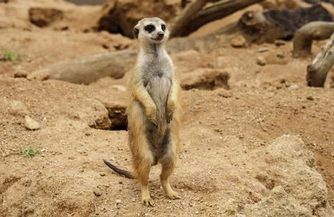 Meerkat Stock Photos