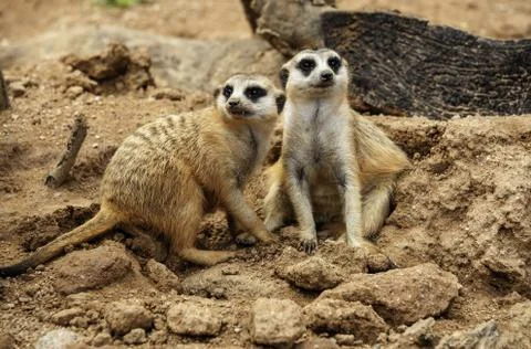 Meerkat Stock Photos