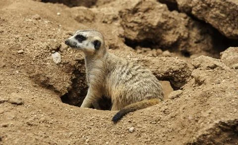 Meerkat Stock Photos