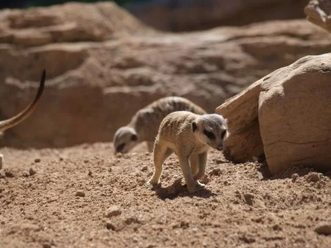 Meerkat 스톡 사진