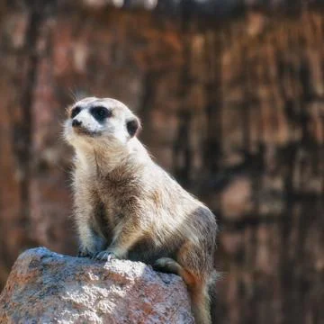 Meerkat 写真素材