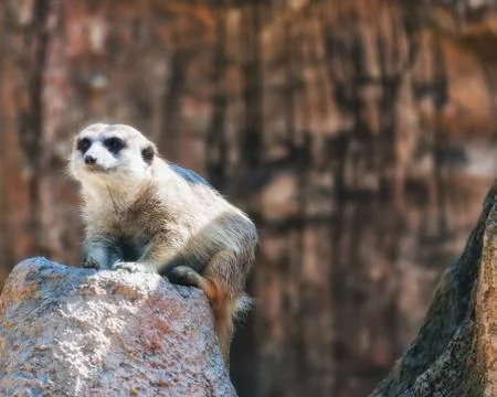Meerkat Stock Photos
