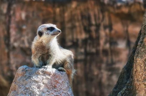 Meerkat Stock Photos