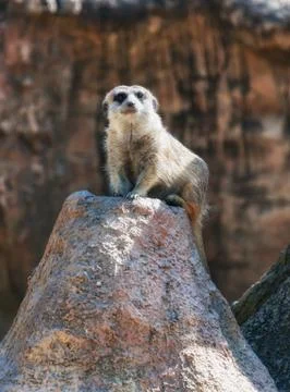 Meerkat Stock Photos
