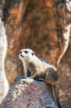 Meerkat Stock Photos