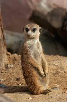 Meerkat Stock-Fotos
