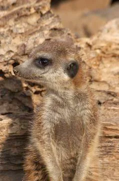 Meerkat Foto stock