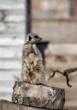 Meerkat Stock Photos