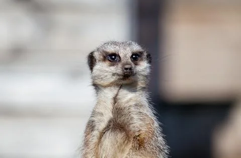 Meerkat Stock Photos