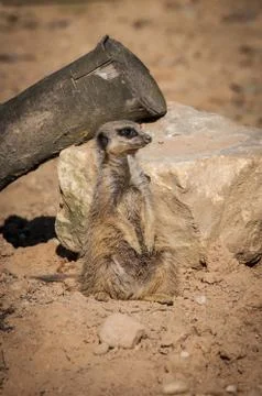 Meerkat Stock Photos