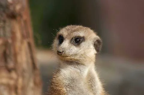 Meerkat Foto stock