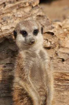 Meerkat Foto stock