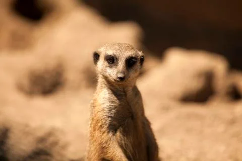 Meerkat Stock Photos