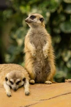 Meerkat Stock Photos
