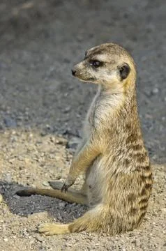 Meerkat Stock Photos
