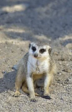 Meerkat Stock Photos