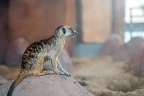 Meerkat Stock Photos