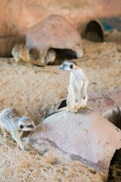 Meerkat Stock Photos
