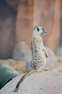 Meerkat Stock Photos
